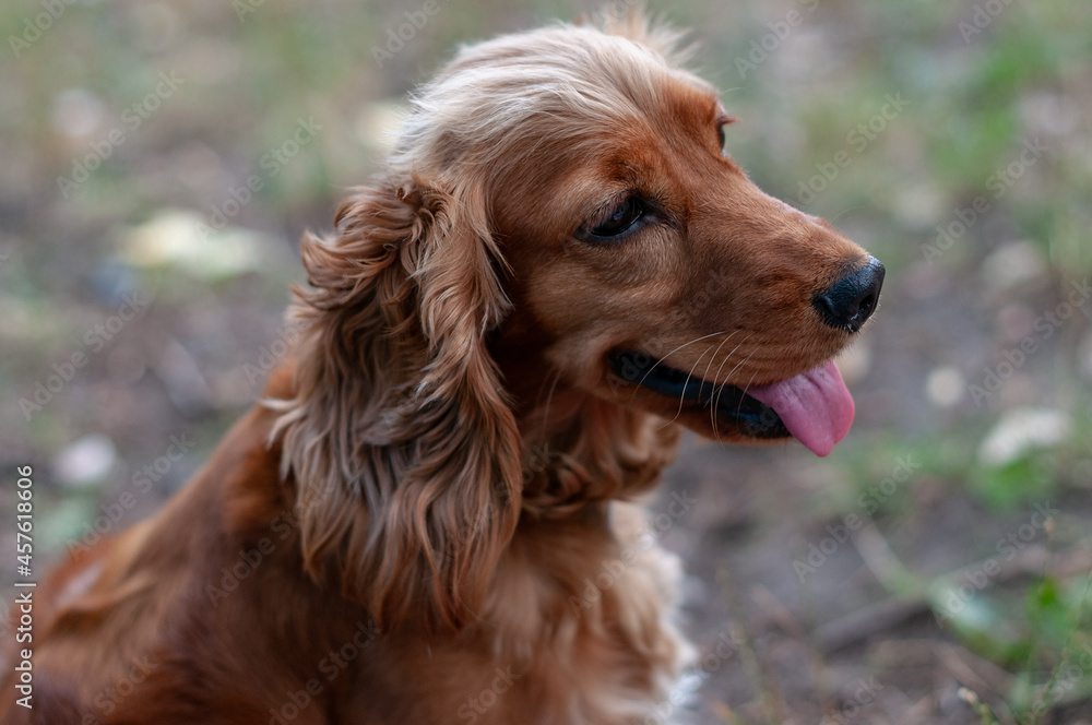 cocker spaniel dog cocker spaniel dog