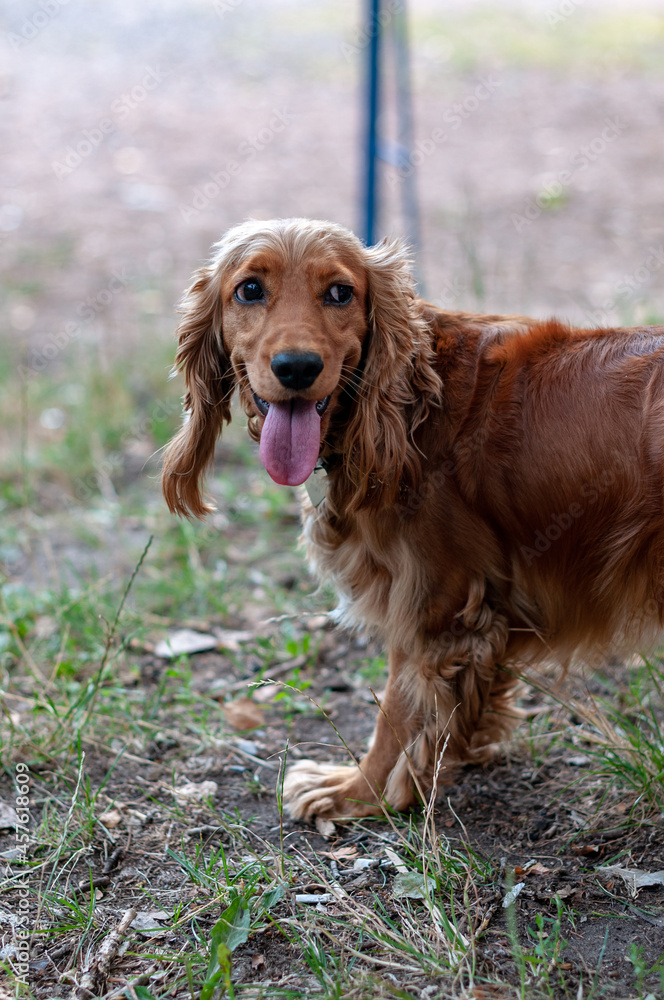 cocker spaniel dog