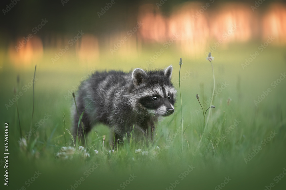 Fototapeta premium Striped baby raccoon walking on a green lawn surrounded by white flowers on the background of a city Park in the sunset rays