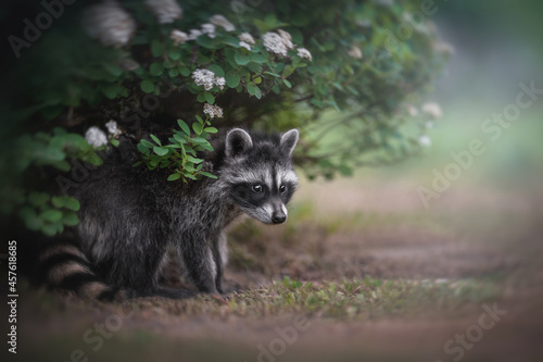 Photography A cute little raccoon sitting under a green bush surrounded by white flowers aga
