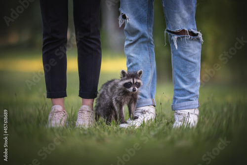 A cute little raccoon sitting in the green grass at the feet of his owners against the backdrop of a bright summer landscape
