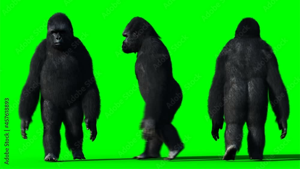 Funny gorilla. Realistic fur. Green screen animation. Funny gorilla. Realistic fur. Green screen animation.