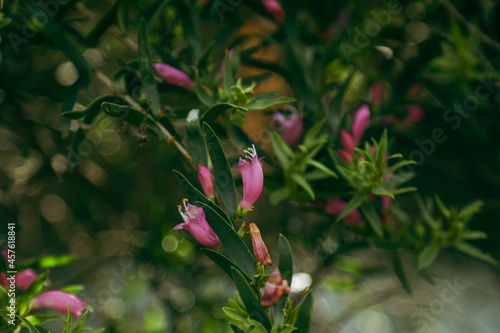 Beautiful pink eremophila growing in Australian garden photo