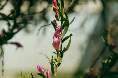Beautiful pink eremophila growing in Australian garden photo