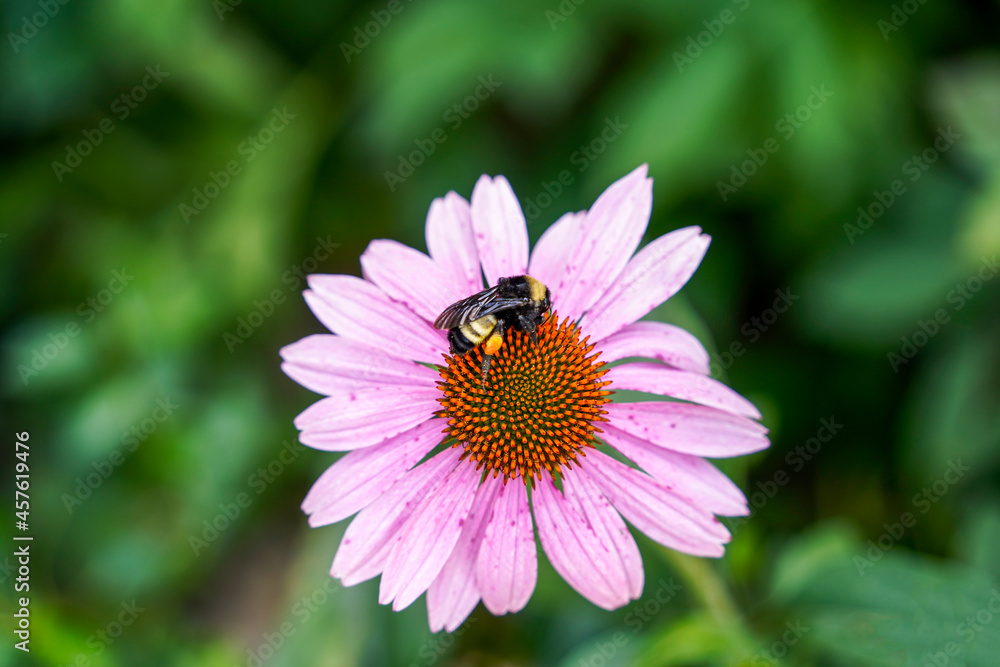 Bee rests on a pink flower.