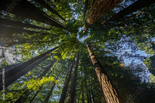 Californian Redwood Forest, Great Otway National Park, Victoria, Australia.
