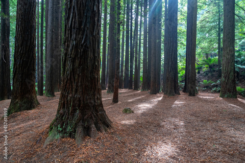 Californian Redwood Forest, Great Otway National Park, Victoria, Australia.