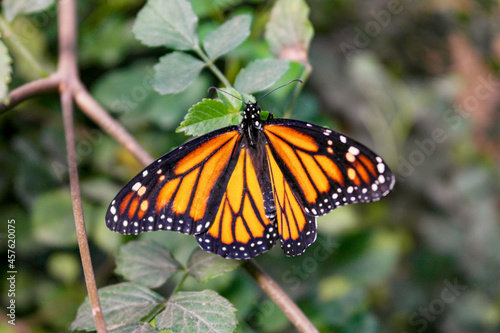 Mariposa falsa monarca que usa los colores similares a la verdadera monarca para engañar a los depredadores.