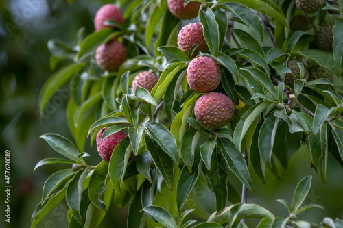 Cornus kousa with berries in late summer photo