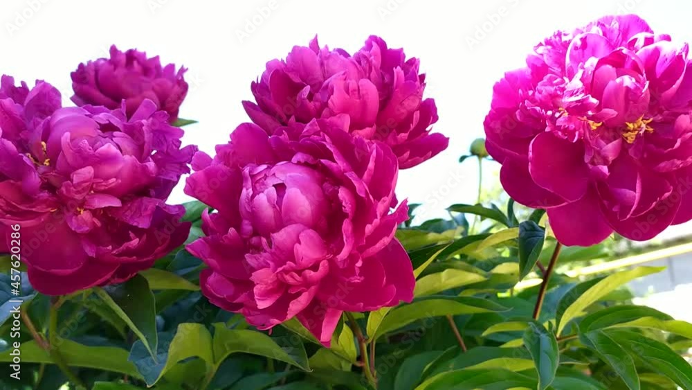 Red peony flowers close-up. Red peony buds in the wind against the background of the sky. Flowering shrubs in the garden. Red peony flowers close-up. Red peony buds in the wind against the background of the sky. Flowering shrubs in the garden.