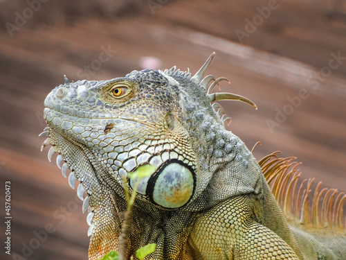 Iguana relaj  ndose en el techo de una casa.