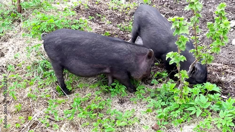 Pigs. Young black piglets graze on the farm and dig the ground with their noses. Pigs. Young black piglets graze on the farm and dig the ground with their noses.