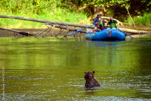 People in a boat watching and photographing a grizzly bear during a wildlife viewing tour in central coast of British Columbia, Canada photo