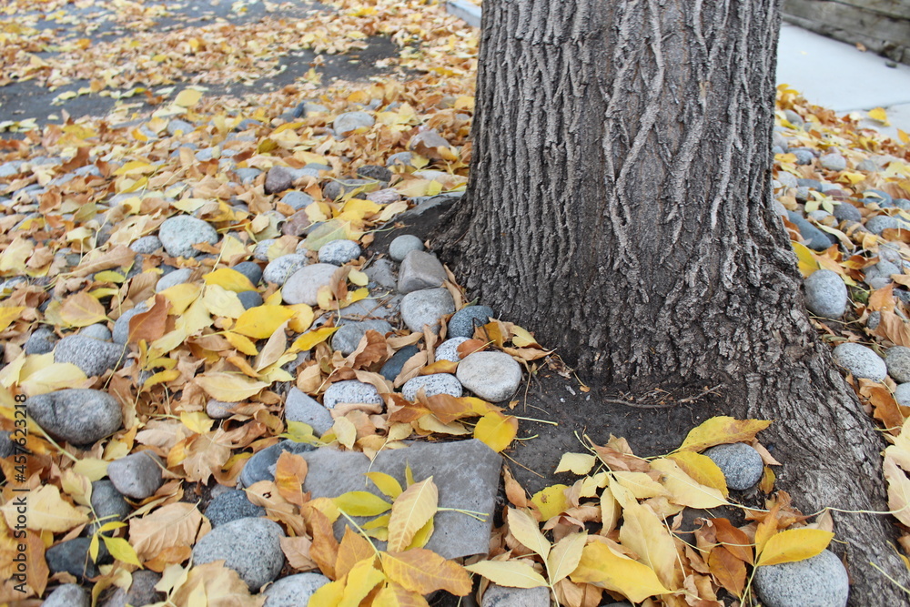 Obraz premium Fall leaves with river rocks and tree trunk