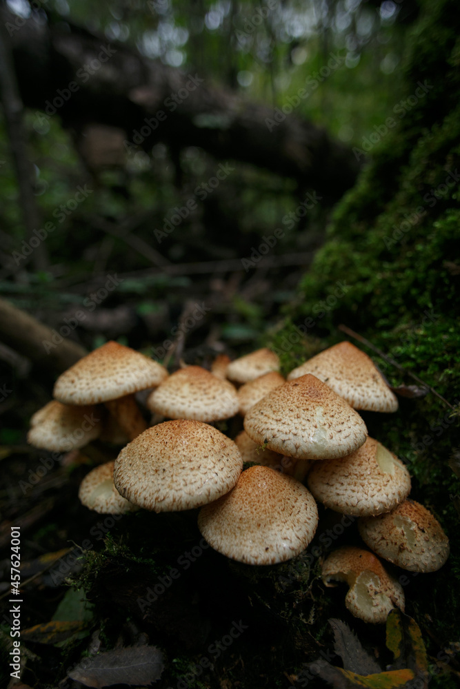Mushrooms in the autumn forest. Mushrooms in the autumn forest.