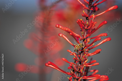 Firespike Flower with Honeybee