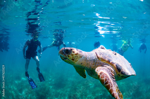 A loggerhead turtle swimming over the reef