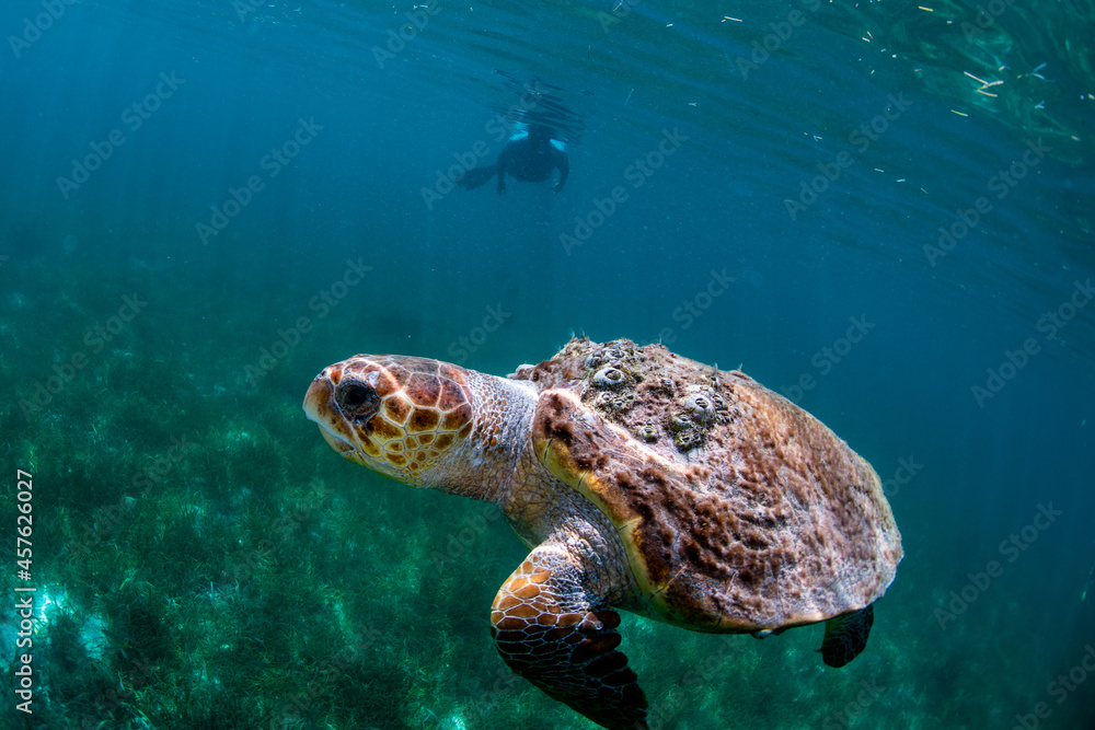 Fototapeta premium A loggerhead turtl swimming near the surface