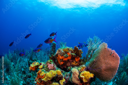 Wrasse fish swimming over the reef 