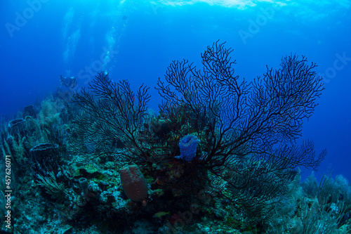 Fototapeta Naklejka Na Ścianę i Meble -  Black coral on the reef 