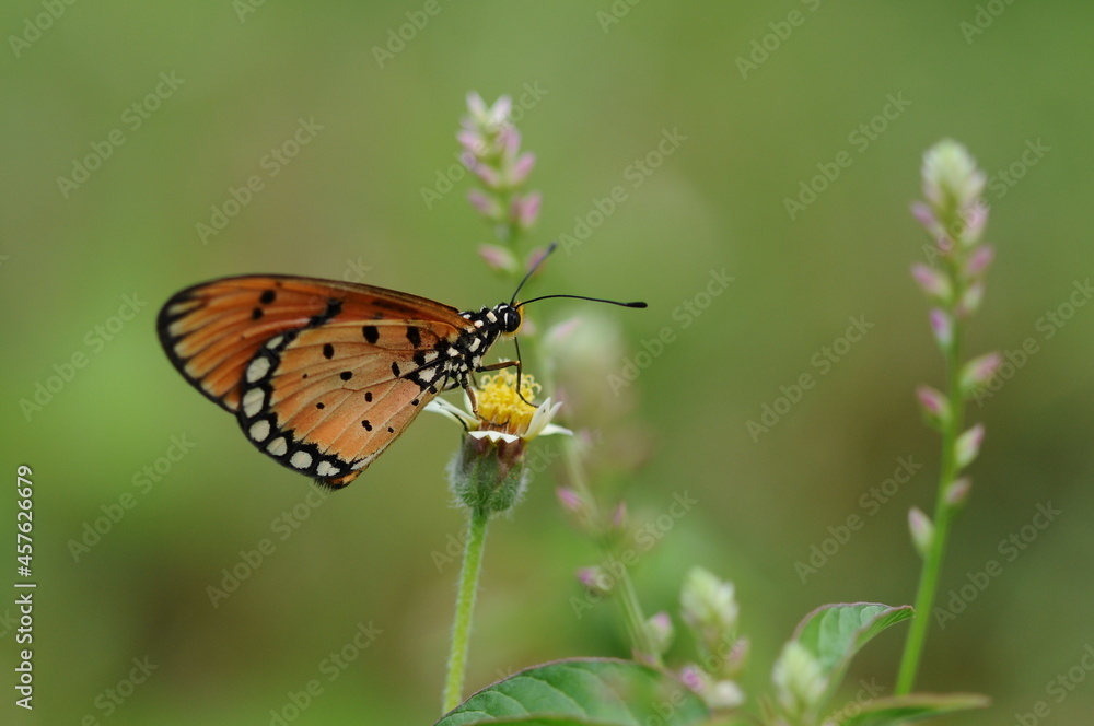 Acraea terpsicore
Urban Butterfly Acraea terpsicore
Urban Butterfly