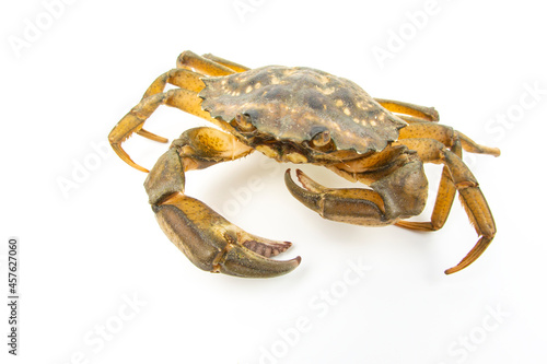 Yellow sea crab on a white background.