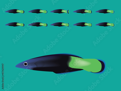 Animal Animation Sequence Bicolor Cleaner Wrasse Swimming Cartoon Vector