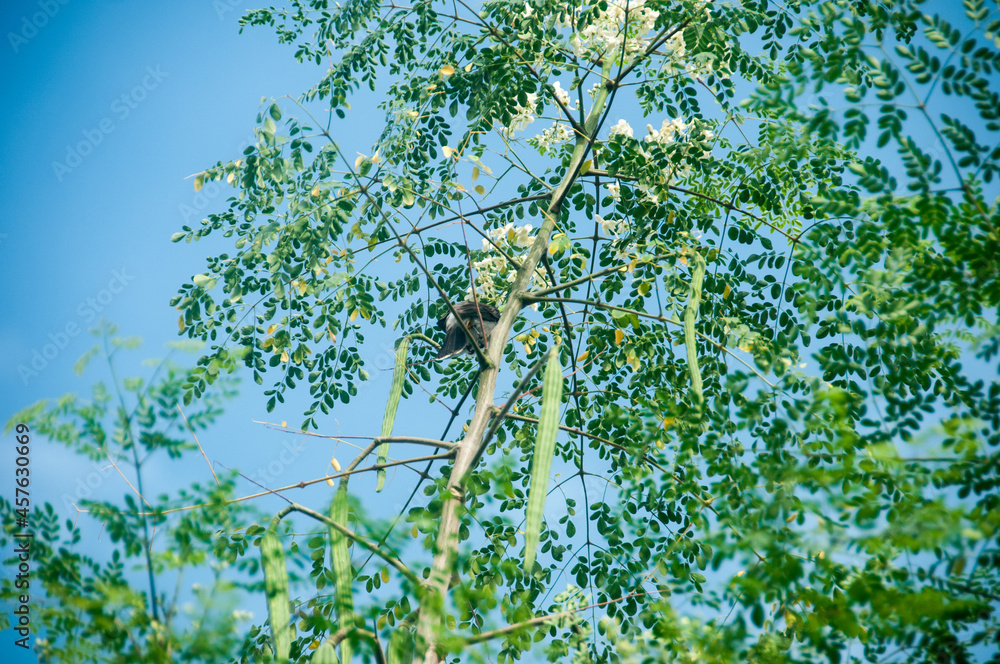 Fototapeta premium green moringa leaves in the wind