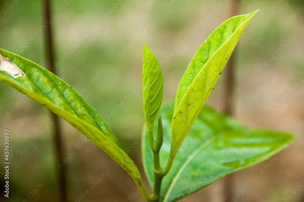 green jackfruit leaf with water drops green jackfruit leaf with water drops