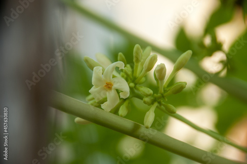 close up of a white papaya flowers