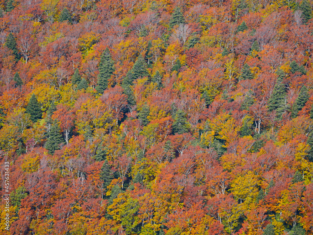 紅葉した山2