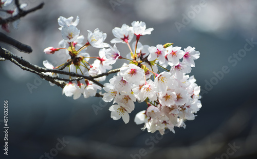 Cherry blossom in Nara, Japan © Phuong