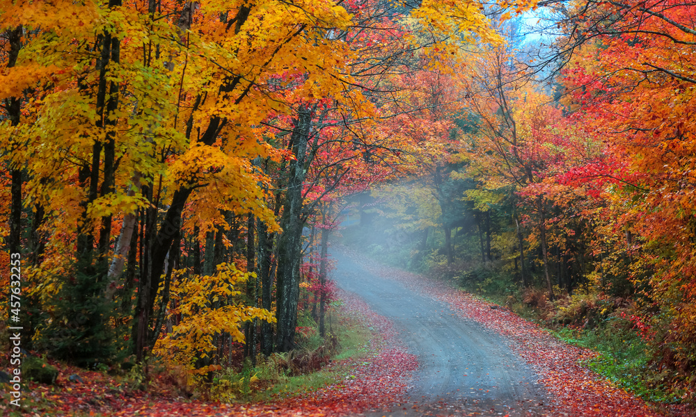 Tunnel of autumn trees along scenic dirt road in Quebec, Canada