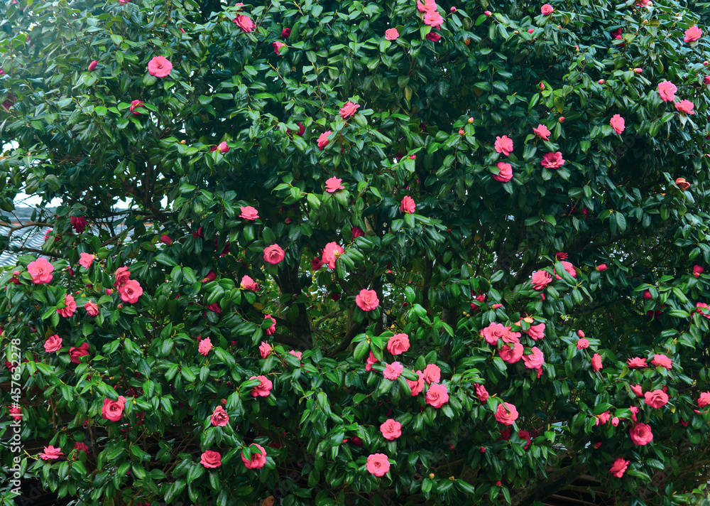 Pink Camellia flowers blooming in springtime