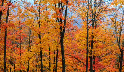 Bright maple trees at its peak color during autumn time in rural Quebec