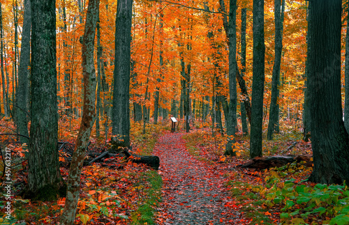 Bright Maple trees along forest trail in Michigan Upper peninsula during autumn time