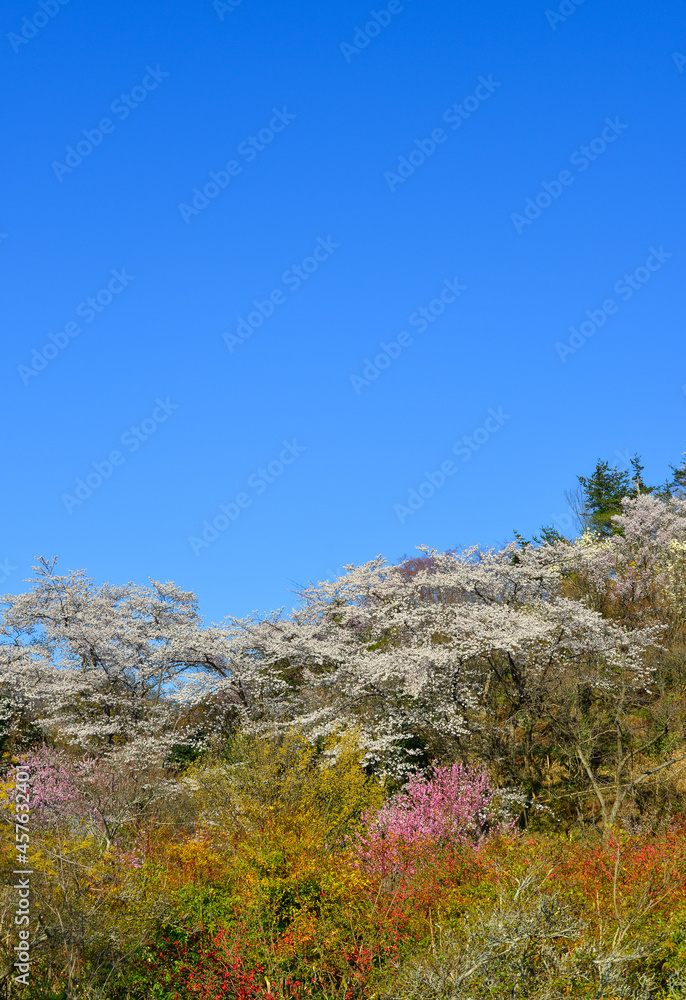 Cherry blossom in Nara, Japan