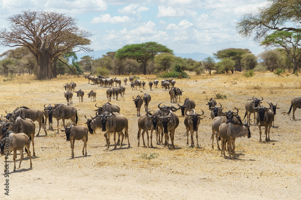 A herd of wildebeests walking through the majestic savanna of Africa (Tarangire National Park, Tanzania)