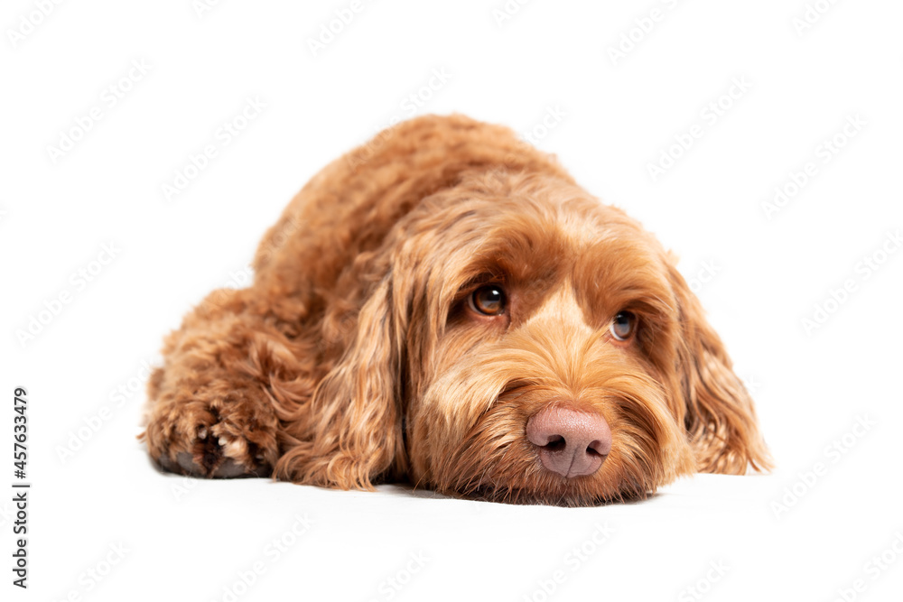 Labradoodle dog lying on the ground with sad or sleepy expression. Cute fluffy female dog with pink nose and adorable eyebrows, looking up. Selective focus on nose. Isolated on white.