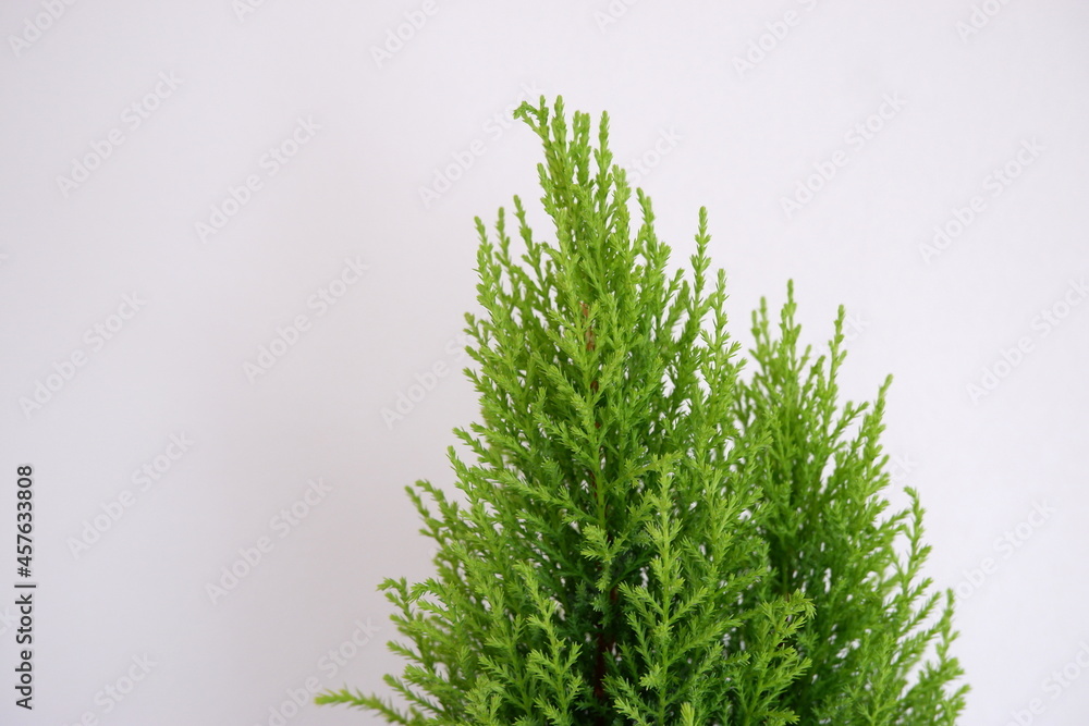 ゴールドクレスト Stock 写真 Adobe Stock