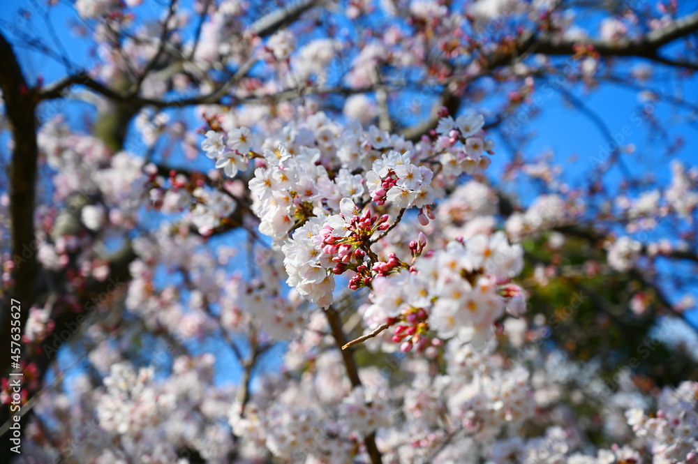 The sky is a mixture of sakura full bloom and buds. The sky is a mixture of sakura full bloom and buds.