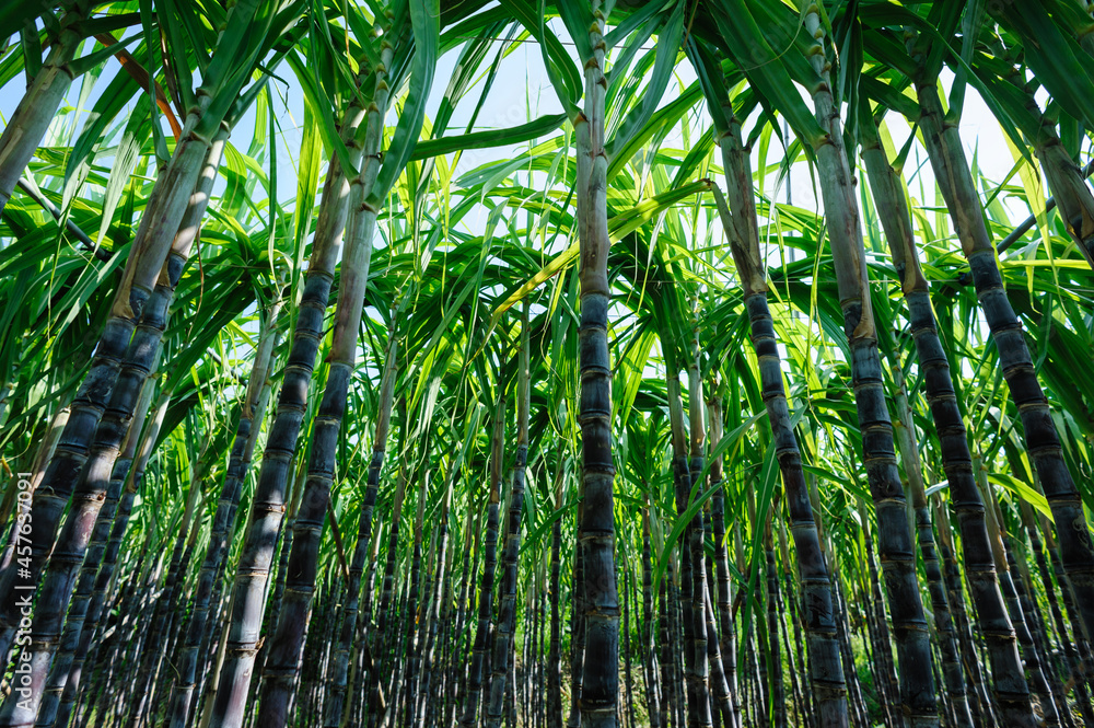Sugarcane plants growing at field Sugarcane plants growing at field