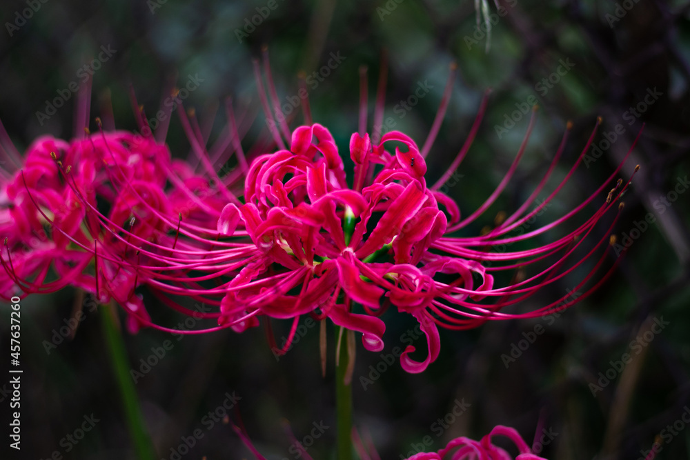 Red spider lily, Lycoris radiata Higanbana in Japanese floers garden in autumn Red spider lily, Lycoris radiata Higanbana in Japanese floers garden in autumn