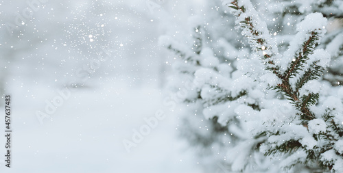 Christmas festive background. Fluffy spruce branches, shiny snow-white snowflakes, golden sparkles, winter landscape. 