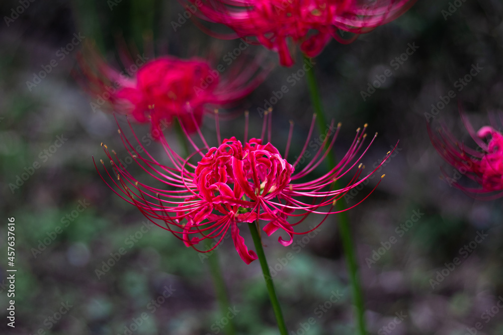 Red spider lily, Lycoris radiata Higanbana in Japanese floers garden in autumn Red spider lily, Lycoris radiata Higanbana in Japanese floers garden in autumn