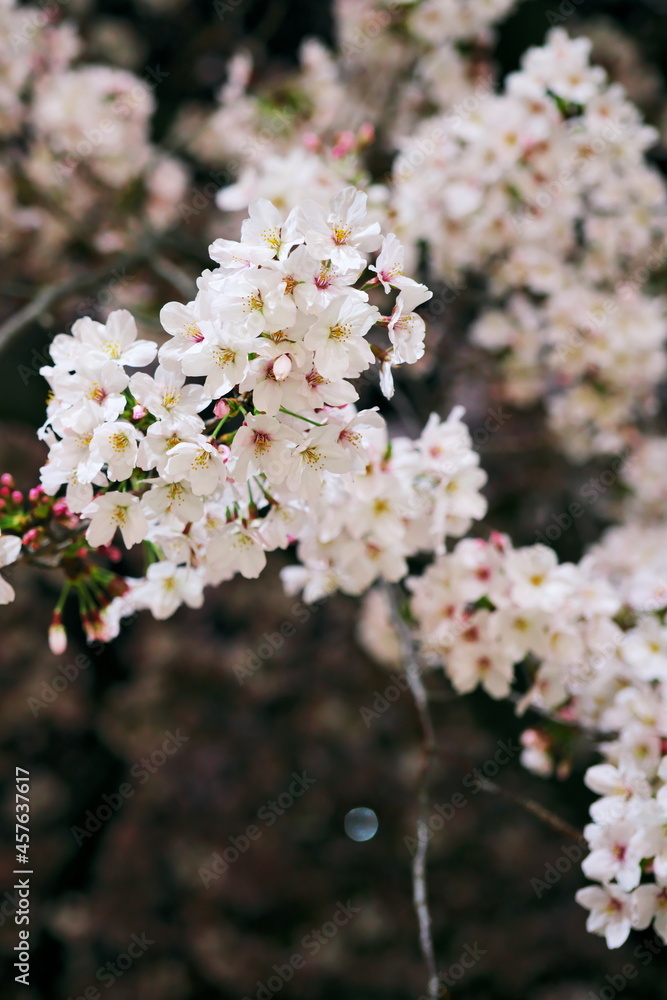 Obraz premium 夜桜と夜空のコントラスト