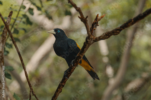 Oropendola Crestada o Psarocolius decumanus sobre rama con fondo natural photo