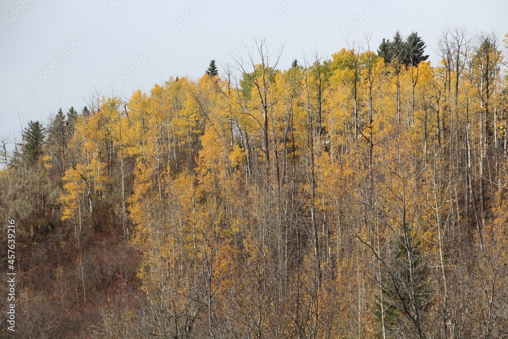 Colours In The Trees, Whitemud Park, Edmonton, Alberta Colours In The Trees, Whitemud Park, Edmonton, Alberta