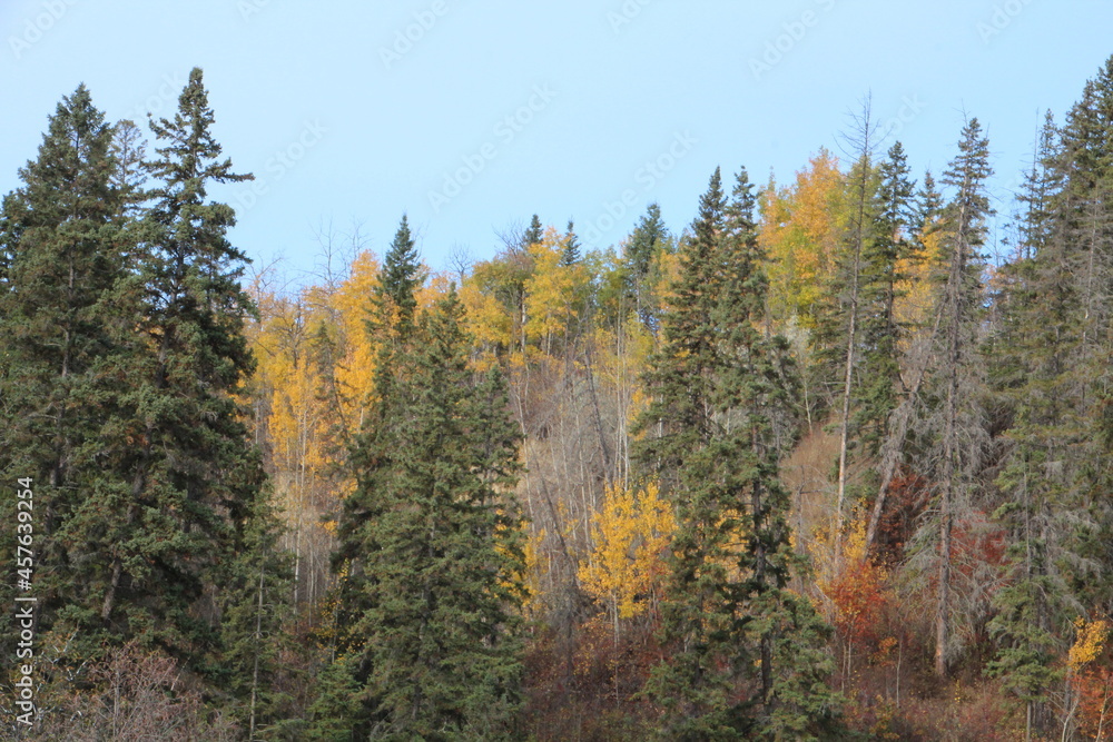 Fall In The Trees, Whitemud Park, Edmonton, Alberta