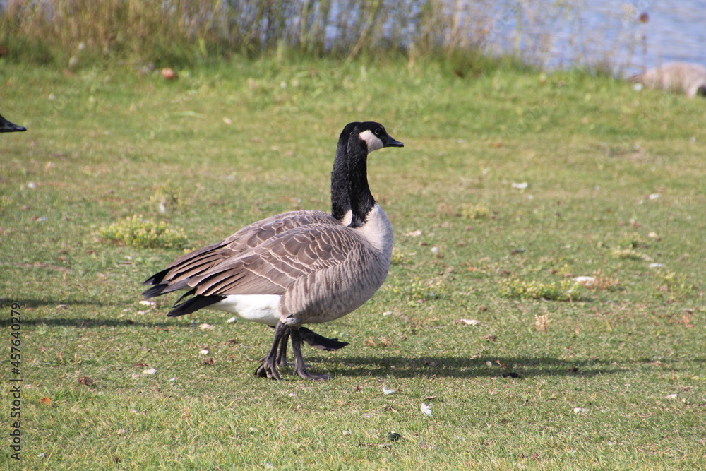 Geese Walking, William Hawrelak Park, Edmonton, Alberta Geese Walking, William Hawrelak Park, Edmonton, Alberta